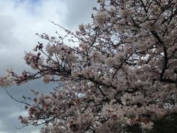 駐車場の桜の画像