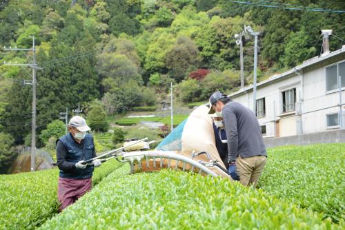 画像：一番茶の収穫の様子