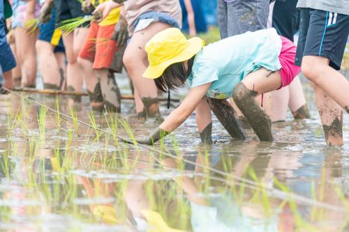 学校給食米田植え体験会が開催されました