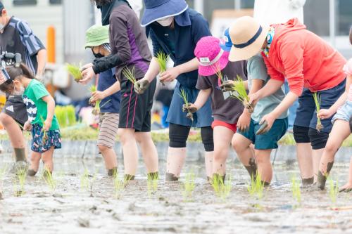 学校給食米田植え体験会が開催されました2