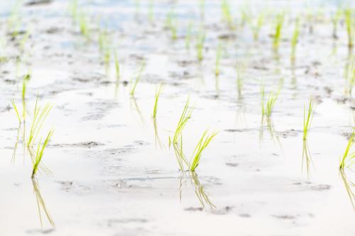 学校給食米田植え体験会が開催されました7