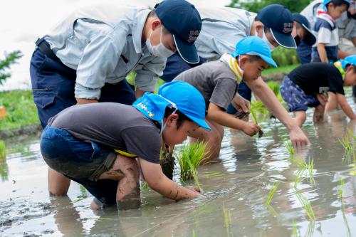 田植え2