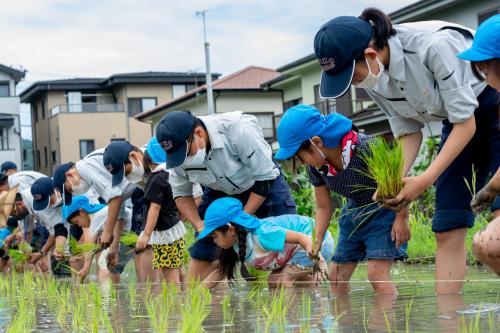 田植え3