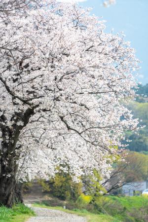 金生川