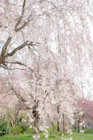 新長谷寺