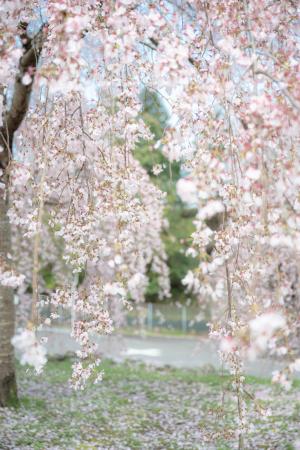 新長谷寺