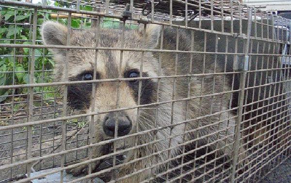 平成28年7月に市内で捕獲された個体の画像