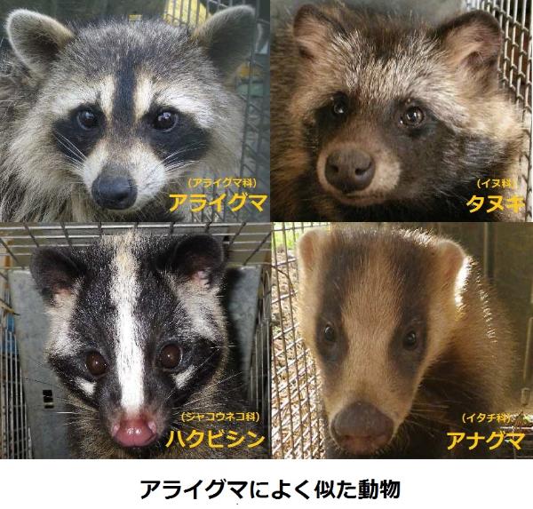 アライグマによく似た動物の画像の画像