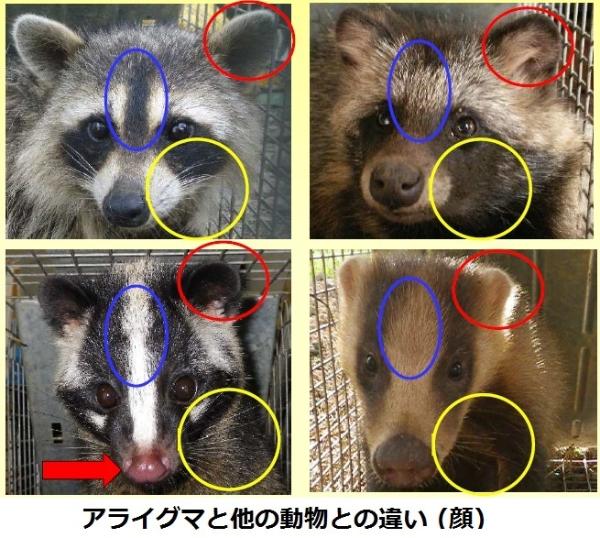 アライグマと他の動物との違い（顔）の画像