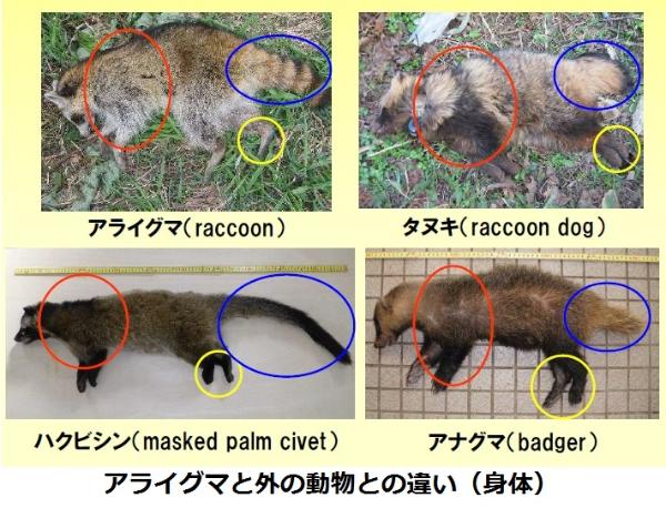 アライグマと外の動物との違い（身体）の画像