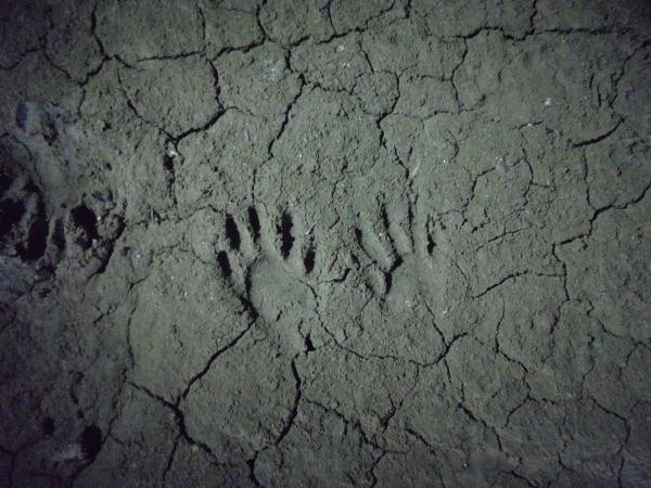 アライグマの足跡（市内撮影）の画像