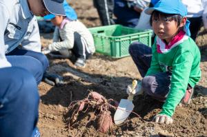 さつまいも堀り交流体験学習