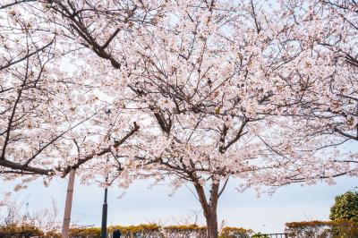 城山公園