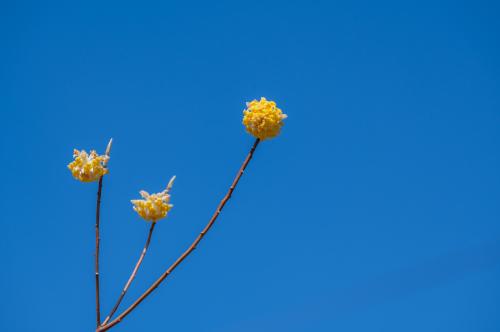 ミツマタと空