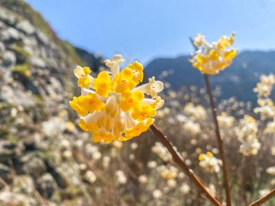 ミツマタ花