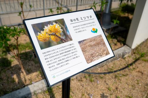 ミツマタ