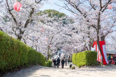 桜まつり