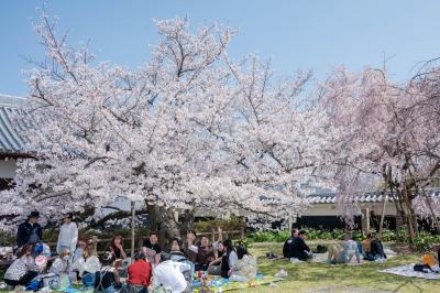 桜まつり