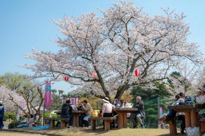 桜まつり
