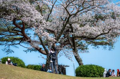 桜まつり