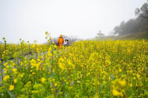菜の花まつり①