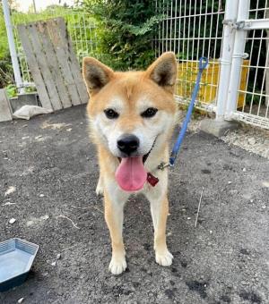 犬１