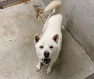 犬１