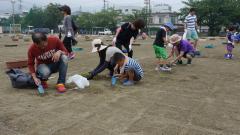 植え付け作業の様子(平成28年6月12日)その3