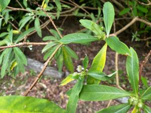 ミツマタ苗関連