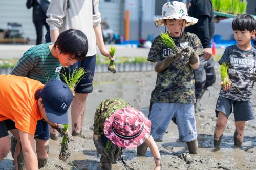 田植え3