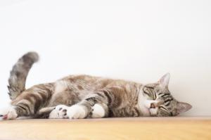 猫＿イメージ写真