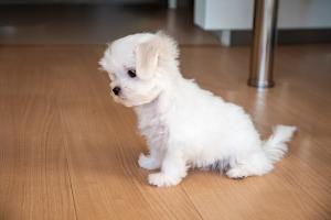 犬_イメージ写真