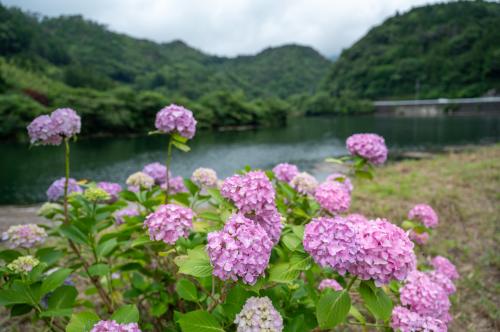 嶺南のあじさい1