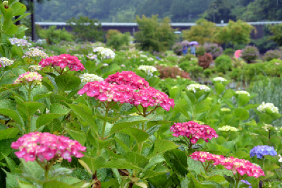 写真：下長瀬あじさい公園のあじさい