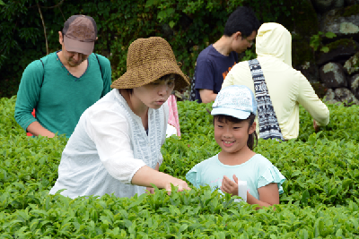 写真：茶畑でお茶摘みをする親子