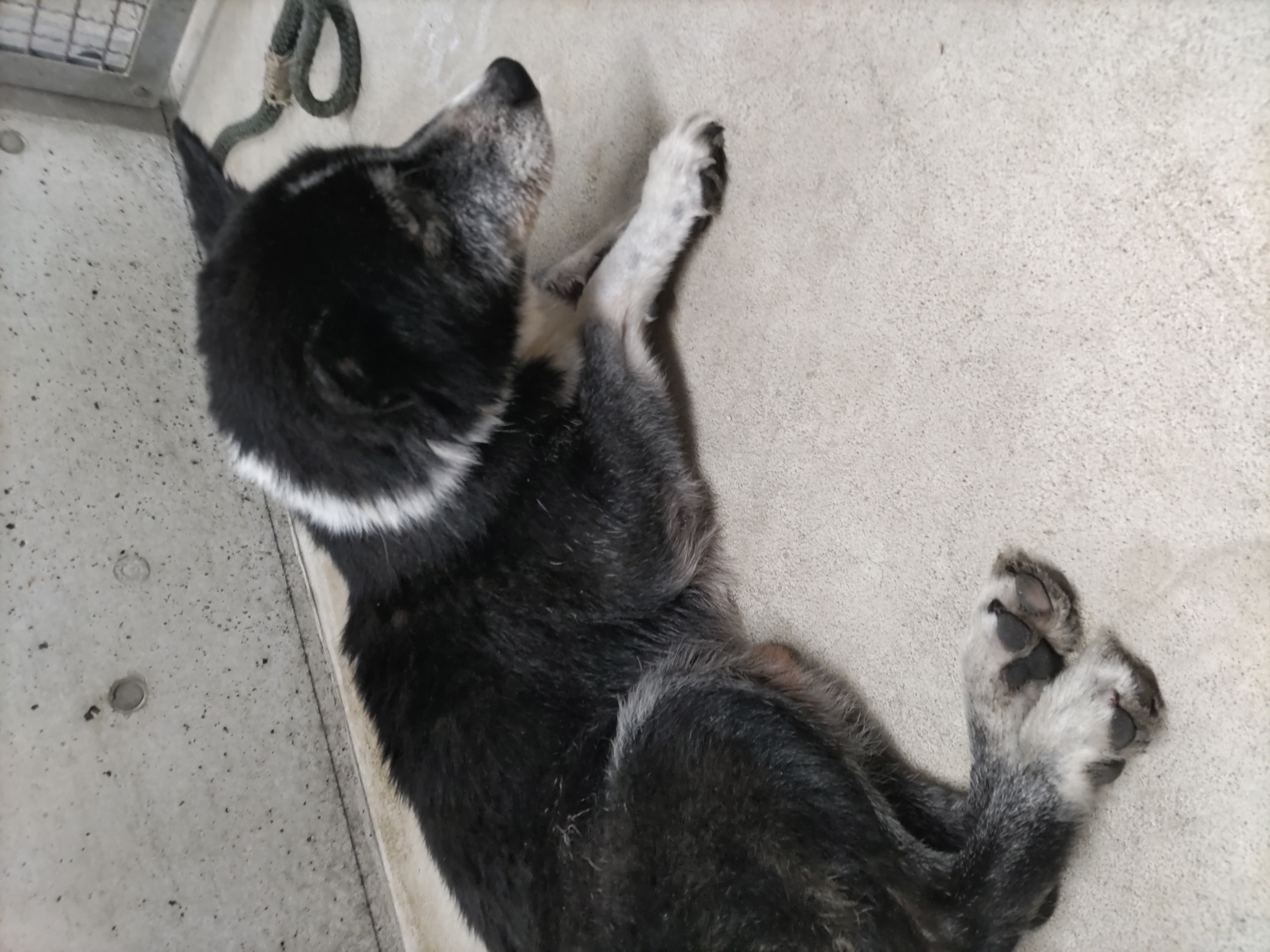 迷い犬_樋之尾谷川1