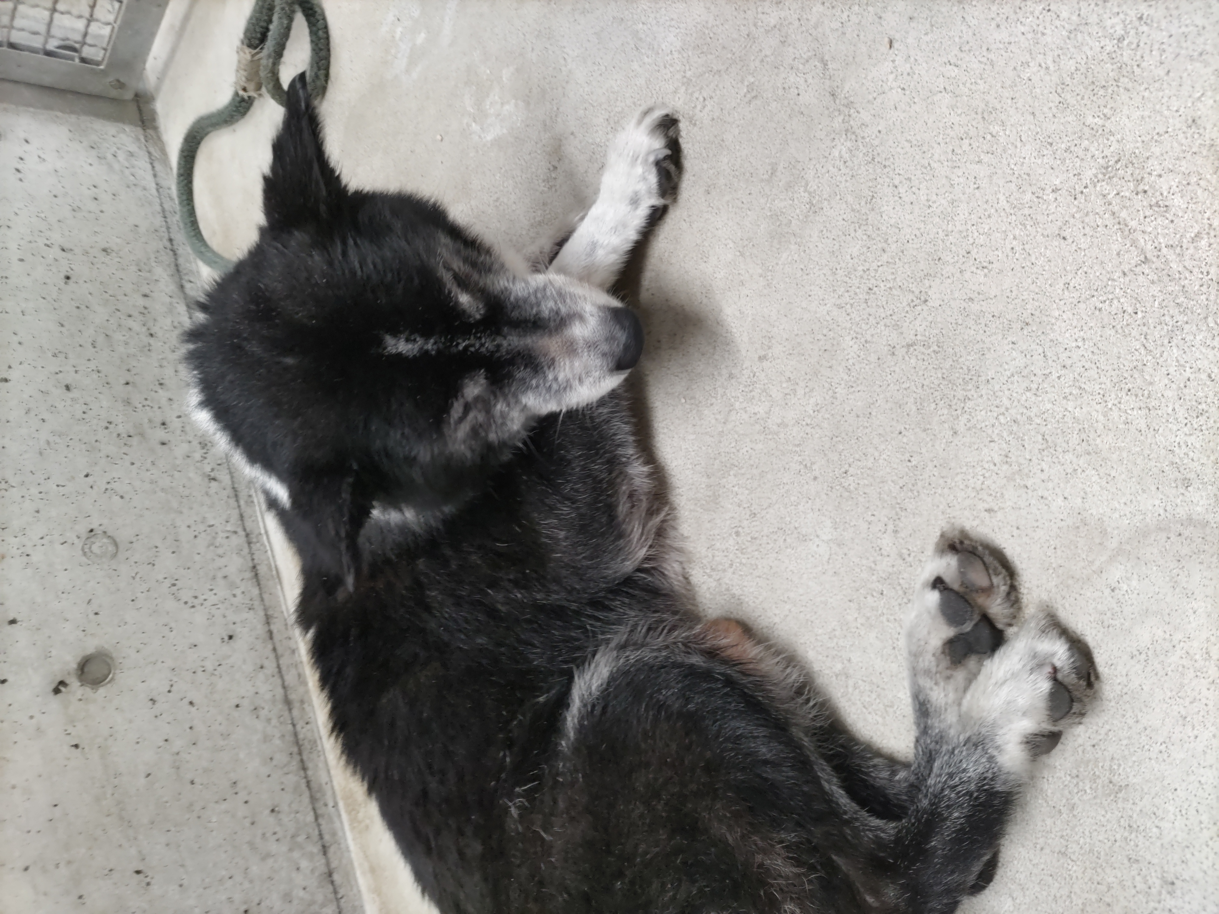迷い犬_樋之尾谷川2