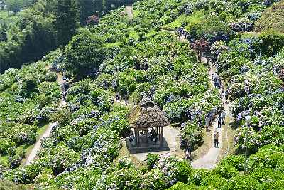 写真：展望台から見た東屋付近のあじさい