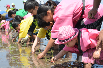 写真：田植えをする参加者