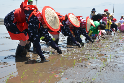 写真：早乙女による田植え