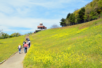 写真：翠波高原の菜の花を観賞しながら歩く人たち