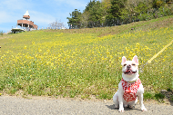 写真：花園を散歩中