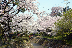 写真：満開の桜