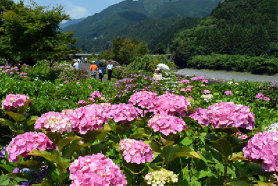 写真：見頃を迎えた下長瀬あじさい公園のあじさい