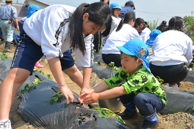 写真：イモヅルに水をやる園児