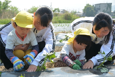 写真：イモヅルを植える園児と高校生