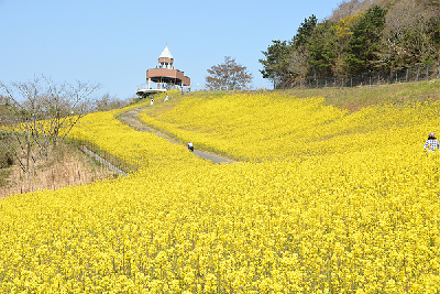 写真：見事に咲き誇った菜の花のじゅうたん