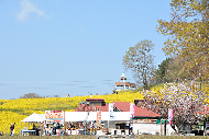 写真：同時に満開を迎えた菜の花と山桜