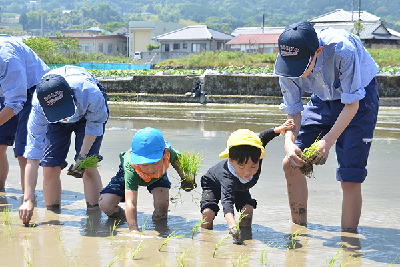 写真：高校生と一緒に田植えをする園児