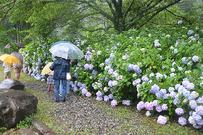 写真：雨の中色鮮やかなあじさいを鑑賞する来場者